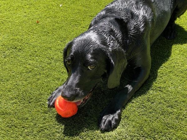 /Images/uploads/Southeast German Shorthaired Pointer Rescue/segspcalendarcontest/entries/32284.jpg